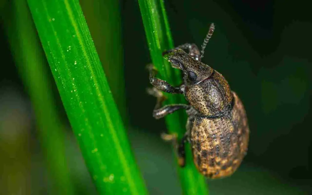 ¿Insectos en el balcón? ahuyéntalos con este remedio natural infalible – Mis Consejos Jardinería