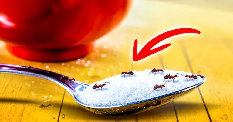 ¿Jardín invadido por hormigas? El truco para mantenerlos alejados: no volverán – Mis Consejos Jardinería