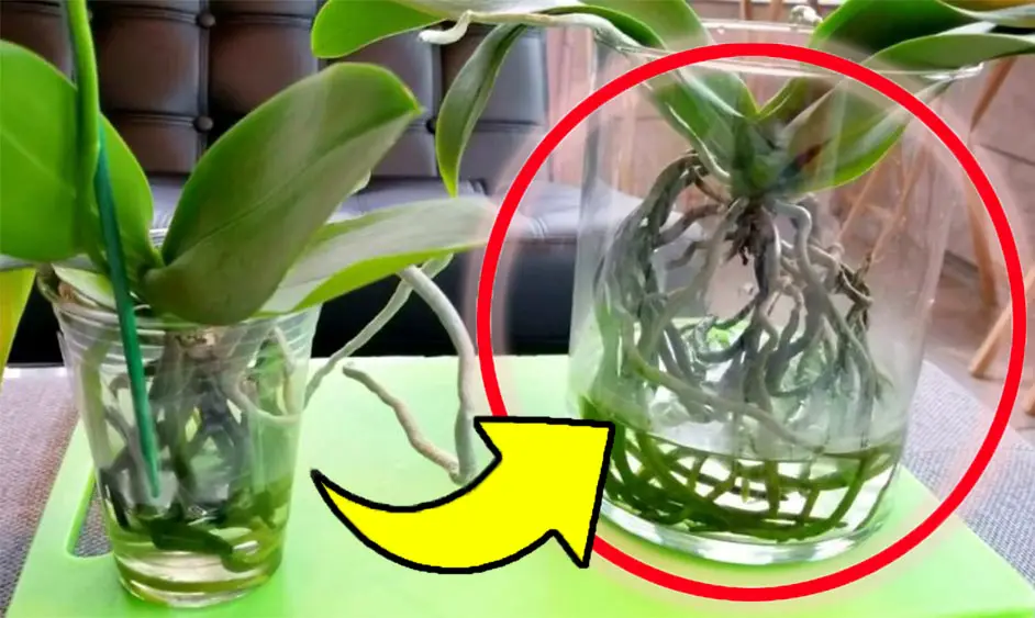 ¿Orquídea que se está pudriendo? ¡Este ingrediente lo revive en cuestión de días! – Mis Consejos Jardinería