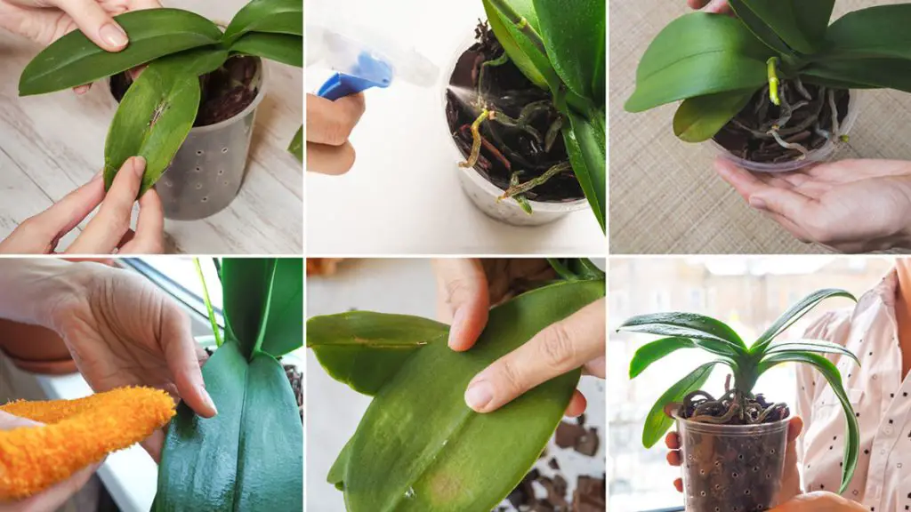 ¿Orquídea saludable que te dura hasta 5 años más? ¡Solo vierte una taza de este líquido! – Mis Consejos Jardinería