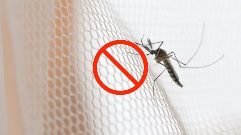 ¿Por dónde entran los mosquitos a la casa? Nunca lo habrías adivinado: salen de aquí – Mis Consejos Jardinería