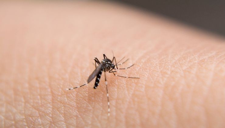 mosquitos en la casa