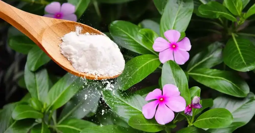 ¿Por qué debería poner bicarbonato de sodio en las plantas? dosis y usos – Mis Consejos Jardinería