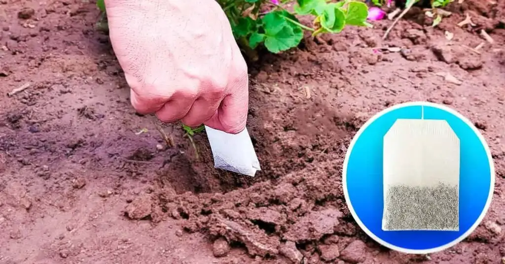 ¿Por qué deberías plantar bolsas de té usadas en tu jardín? – Mis Consejos Jardinería