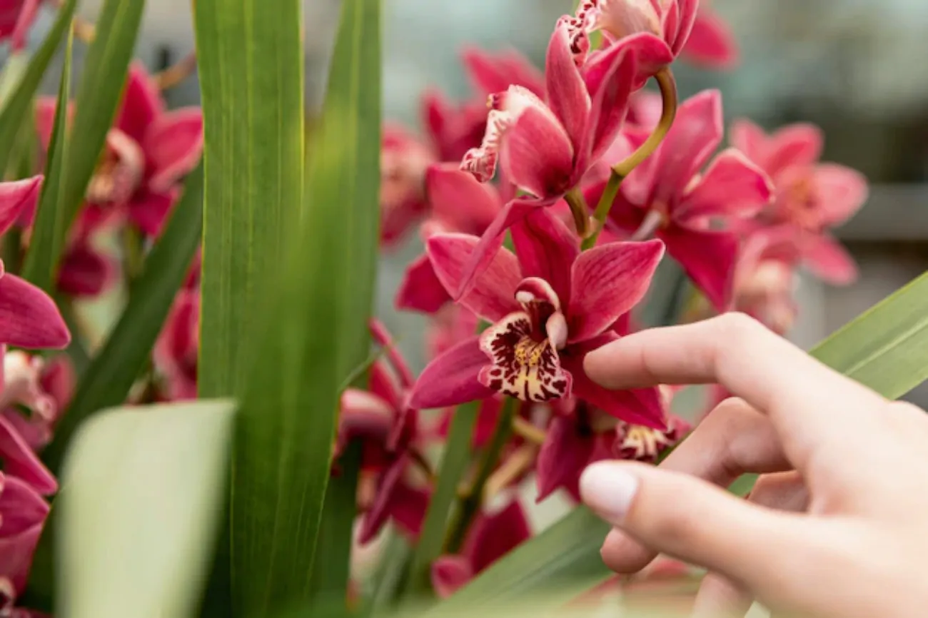 Bicarbonato de sodio en orquídeas