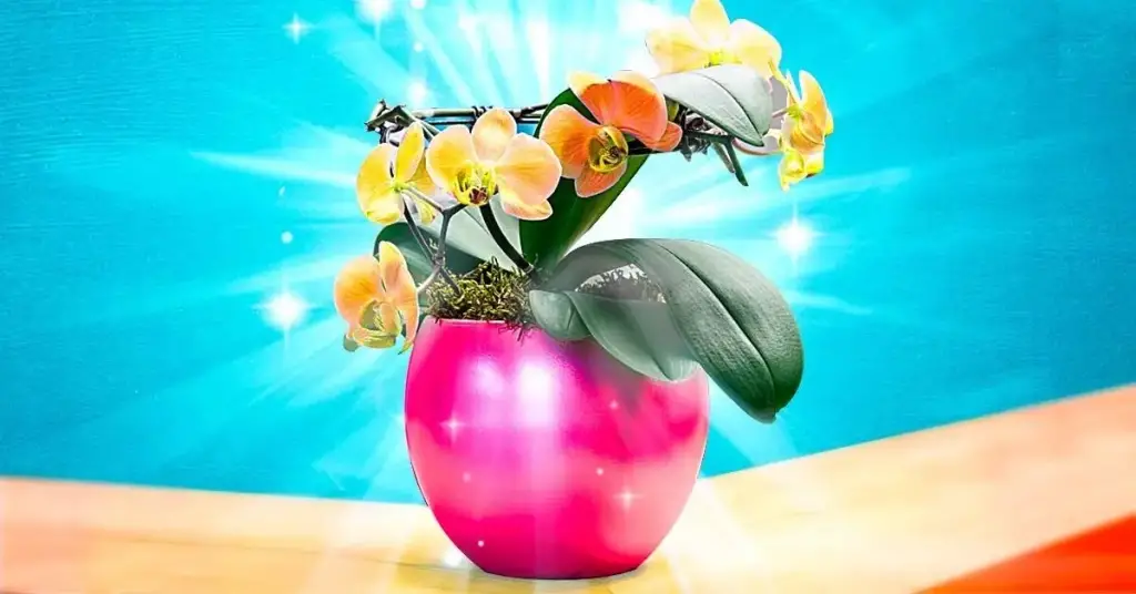 ¿Por qué deberías tener una orquídea amarilla en casa? – Mis Consejos Jardinería