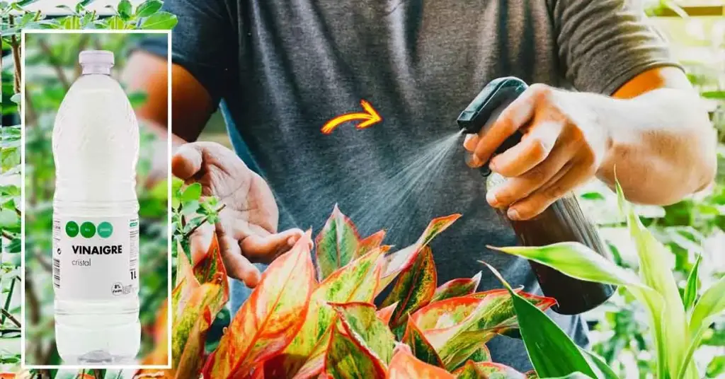 ¿Por qué deberías usar vinagre en tus plantas? 7 usos impresionantes – Mis Consejos Jardinería
