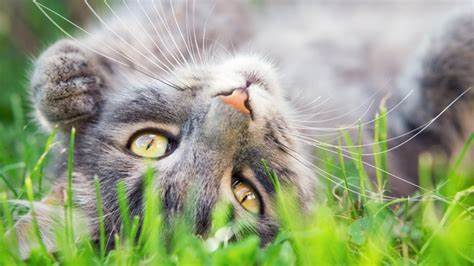 ¿Por qué es importante darle hierba gatera y valeriana a tu gato? – Mis Consejos Jardinería