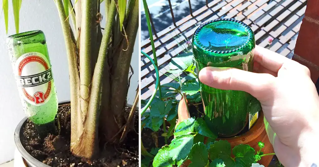 ¿Por qué es importante plantar una botella en tus macetas? – Mis Consejos Jardinería