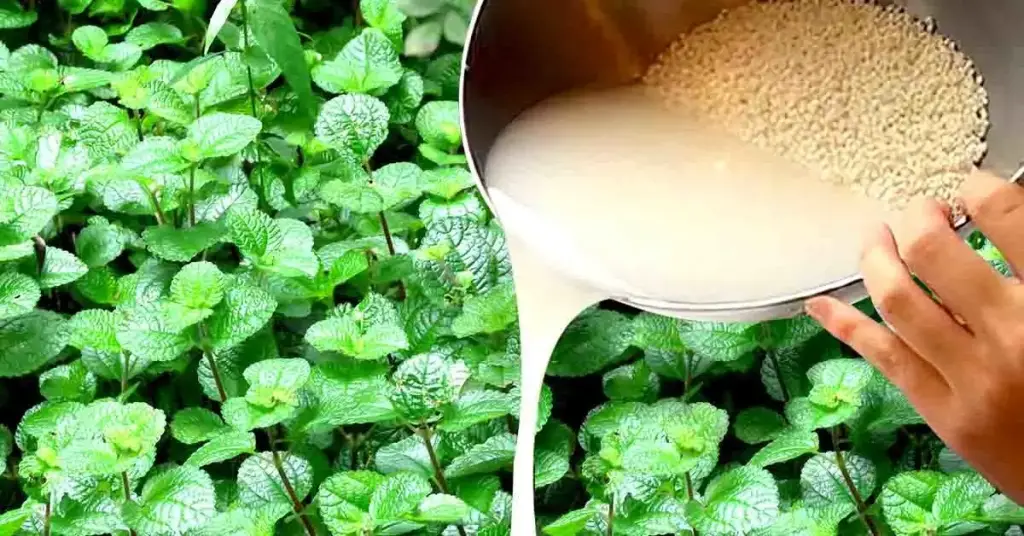 ¿Por qué es importante verter el agua de cocción del arroz sobre las plantas? – Mis Consejos Jardinería