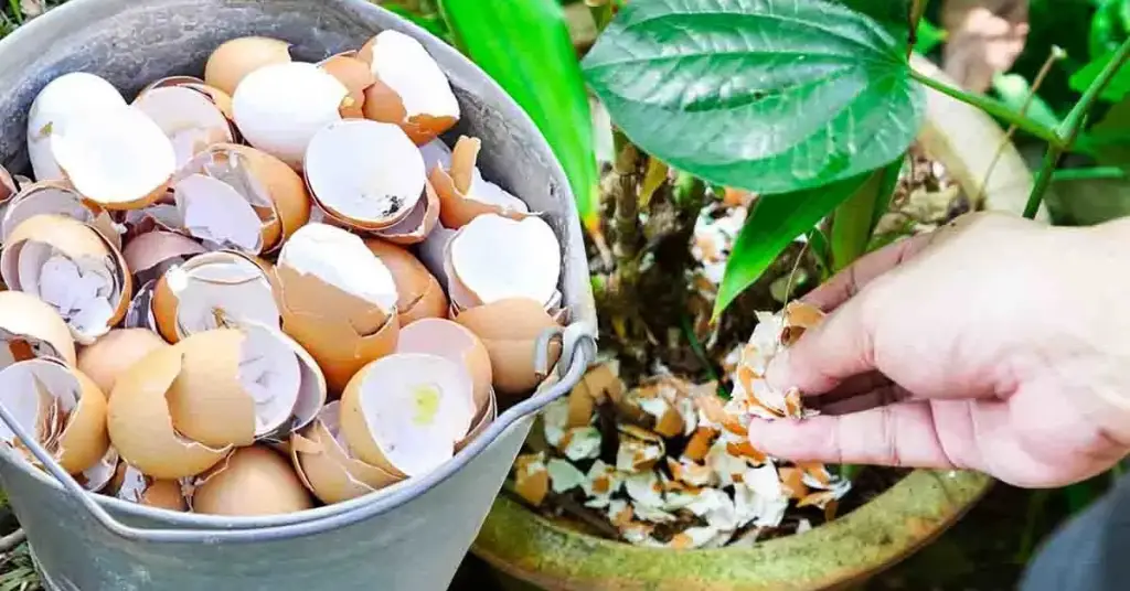 ¿Por qué es ingenioso colocar cáscaras de huevo alrededor de las plantas? – Mis Consejos Jardinería