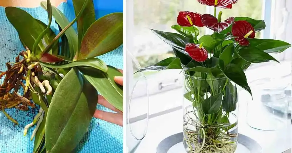 ¿Por qué es inteligente cultivar orquídeas en el agua? – Mis Consejos Jardinería