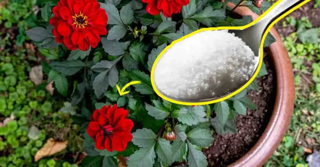 ¿Por qué es inteligente echar una cucharada de azúcar sobre las plantas? – Mis Consejos Jardinería