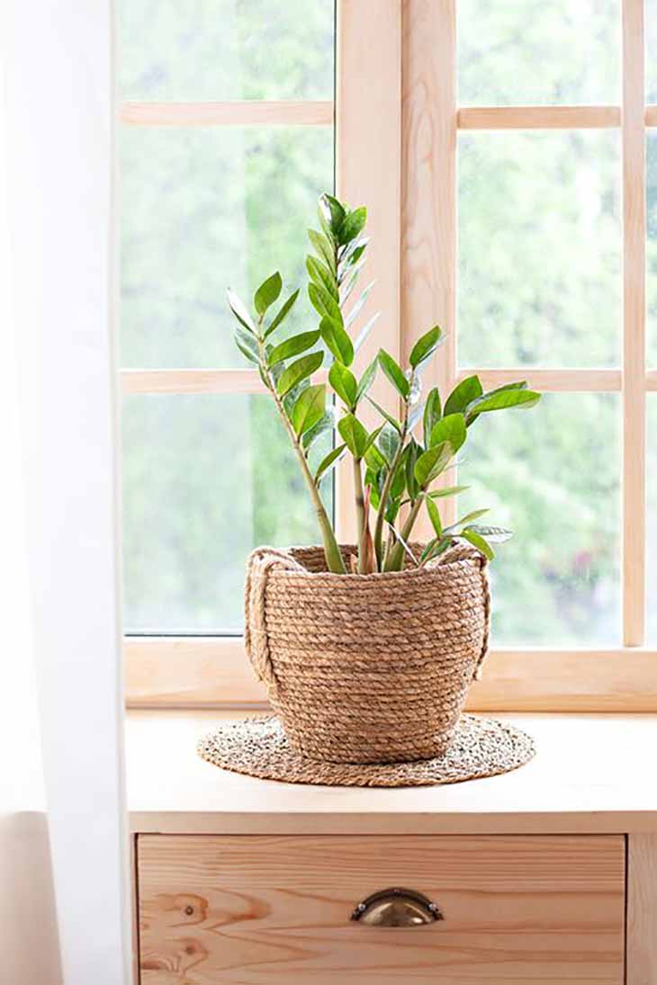 planta en maceta