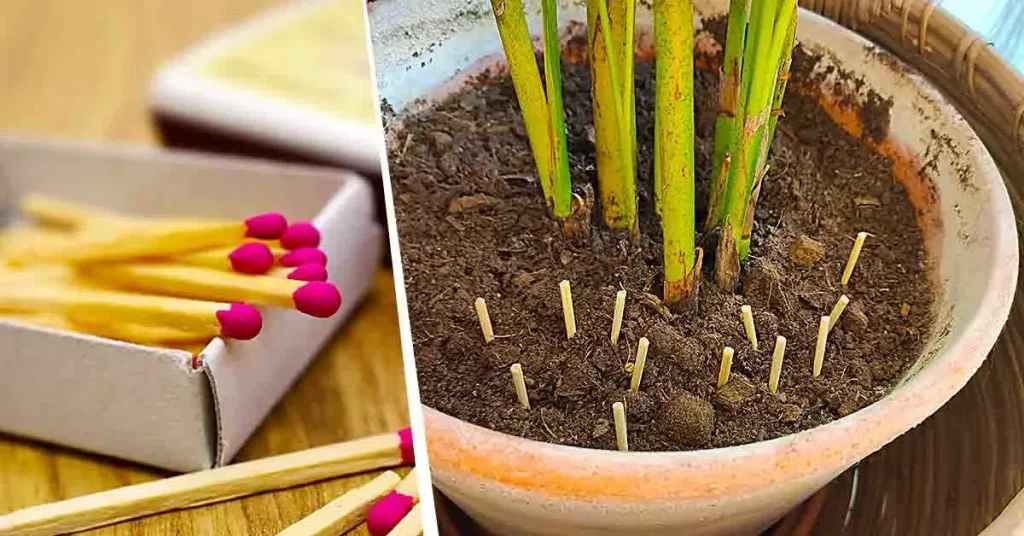 ¿Por qué es inteligente plantar fósforos en las macetas? – Mis Consejos Jardinería