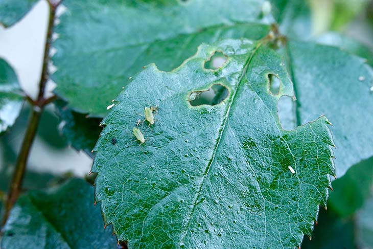 pulgones de las plantas