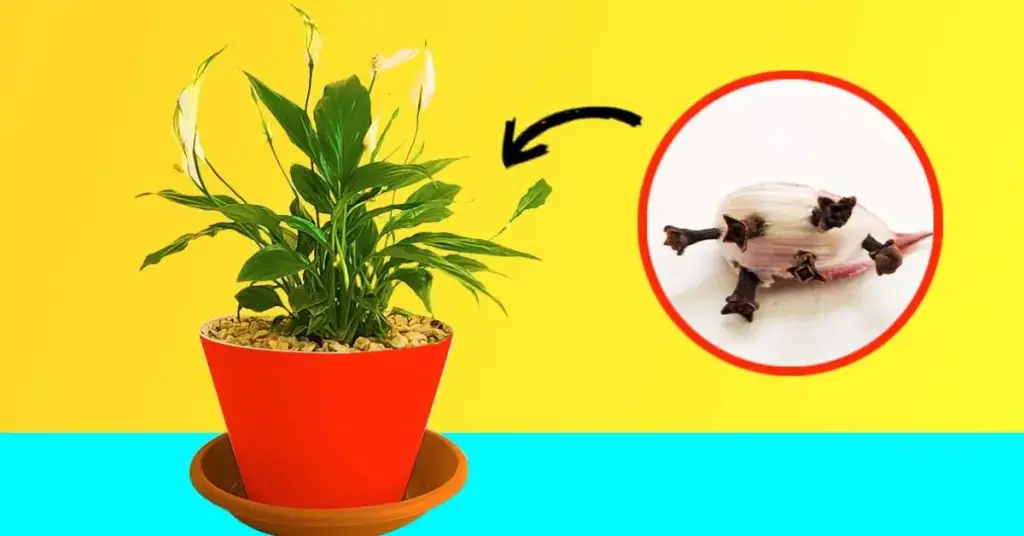 ¿Por qué es inteligente poner un diente de ajo en las macetas? – Mis Consejos Jardinería