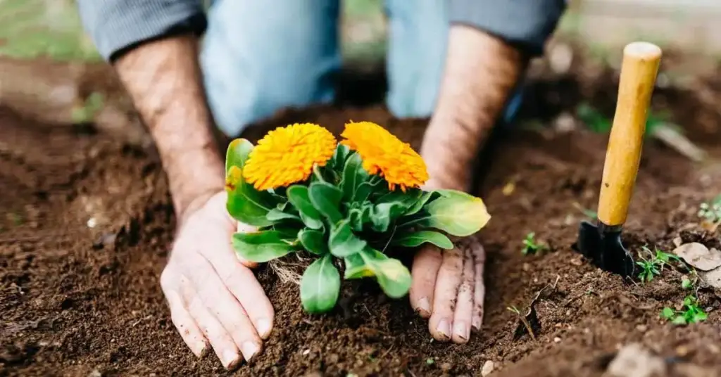 ¿Por qué es inteligente verter aspirinas en tus plantas? El ingenioso truco de los jardineros. – Mis Consejos Jardinería