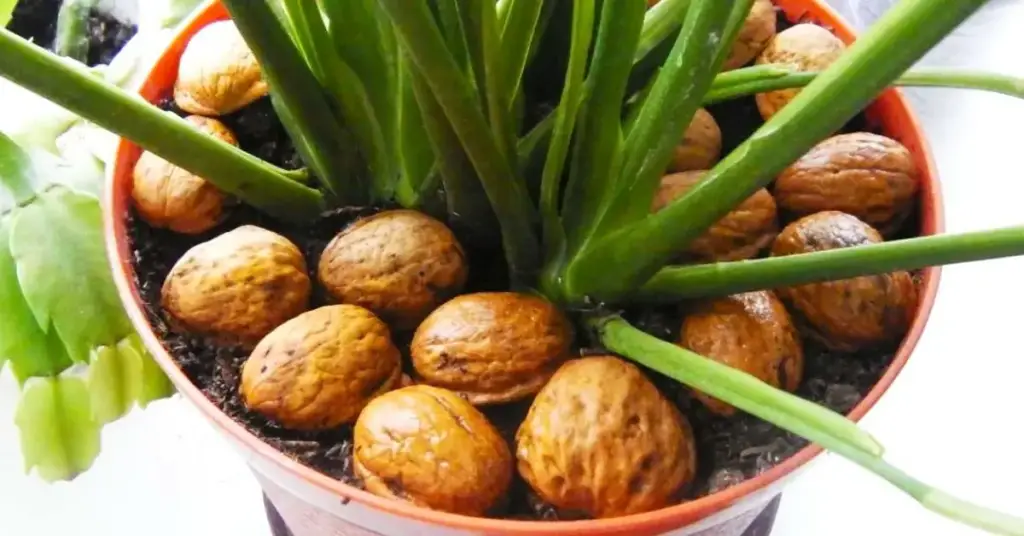 ¿Por qué es necesario poner cáscaras de nuez en las plantas? – Mis Consejos Jardinería