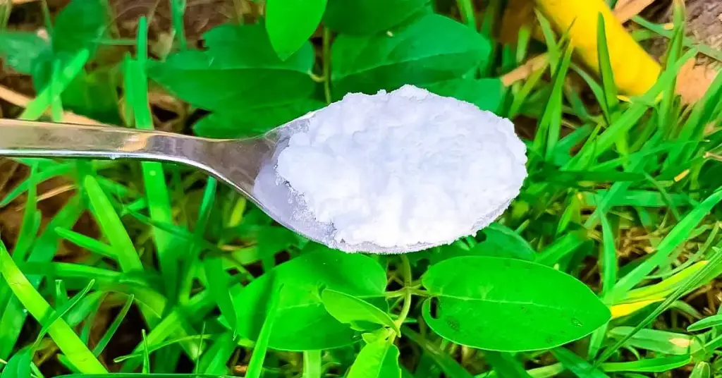 ¿Por qué hay que verter una cucharada de bicarbonato de sodio en las plantas? Un truco poderoso que resuelve 5 grandes problemas