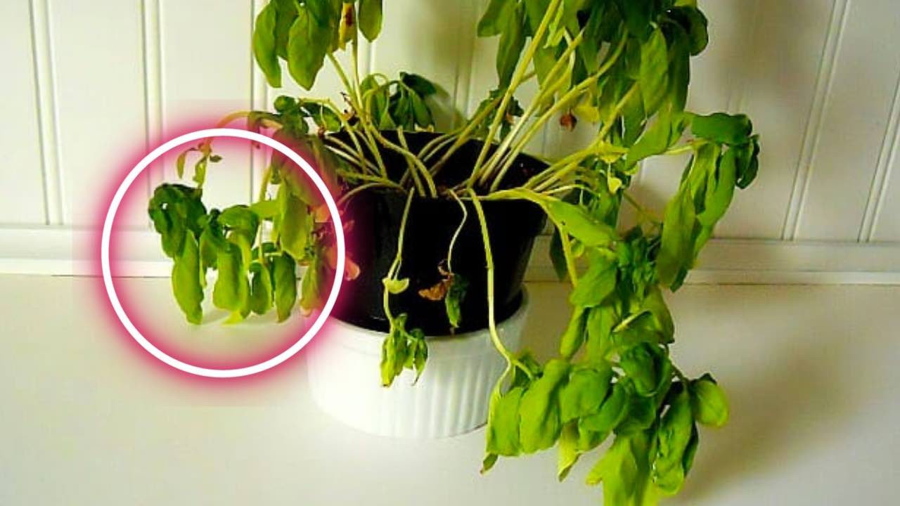 planta de albahaca seca