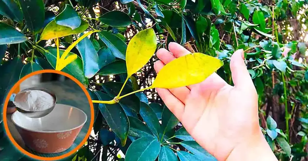 ¿Por qué las hojas de las plantas se vuelven amarillas? – Mis Consejos Jardinería