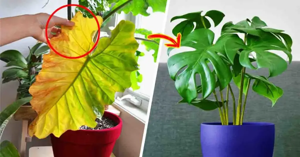 ¿Por qué las hojas de tu planta se vuelven amarillas? Aquí hay 3 razones y soluciones para solucionarlos. – Mis Consejos Jardinería