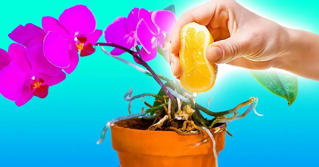 ¿Por qué las orquídeas necesitan ser regadas con jugo de limón? – Mis Consejos Jardinería