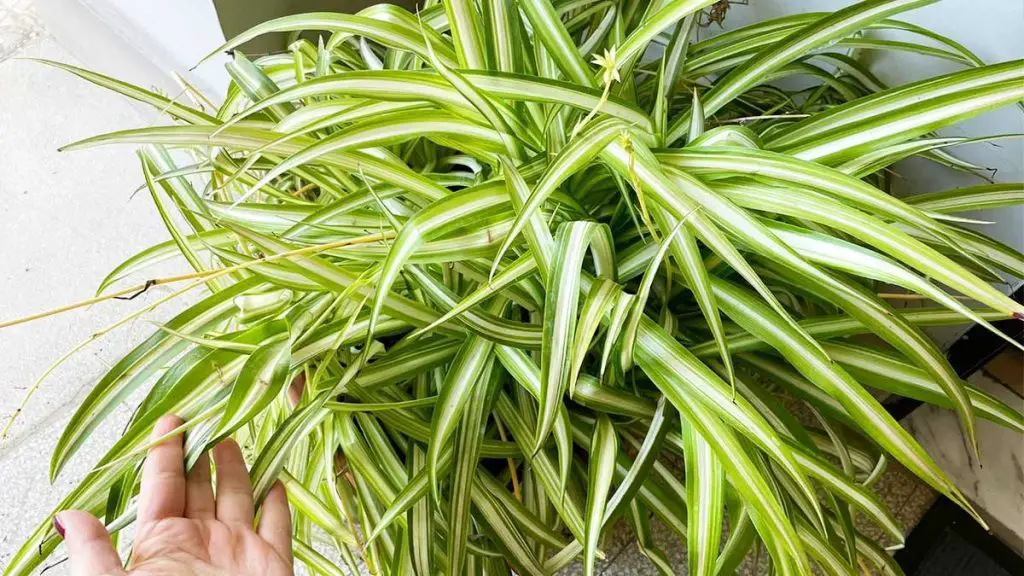 ¿Por qué las puntas de la planta araña se vuelven marrones? – Mis Consejos Jardinería