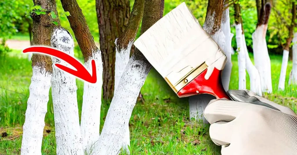 ¿Por qué los árboles están pintados de blanco? Hay una muy buena razón – Mis Consejos Jardinería