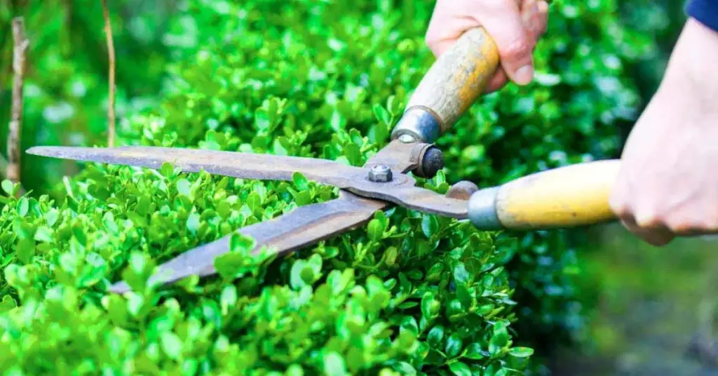 ¿Por qué no deberían podarse los setos antes de finales de julio? – Mis Consejos Jardinería