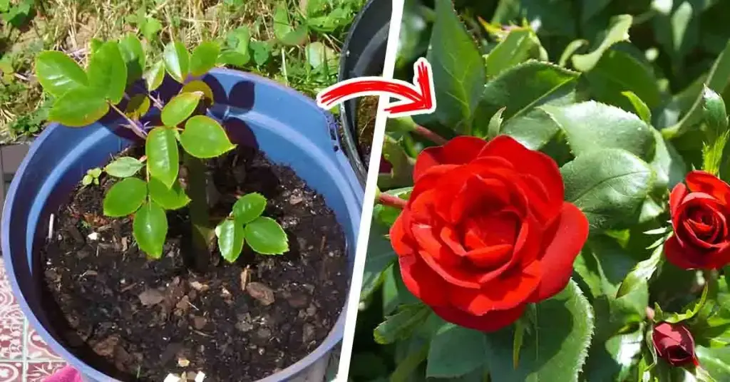 ¿Por qué no florecen tus rosas? 3 errores comunes de los jardineros – Mis Consejos Jardinería