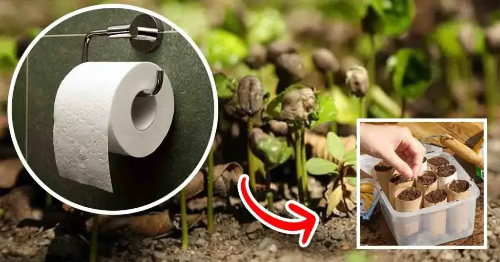 ¿Por qué plantar rollos de papel higiénico en el jardín? – Mis Consejos Jardinería