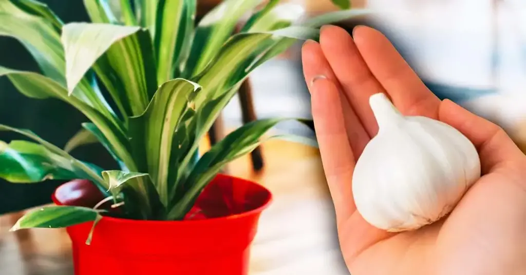 ¿Por qué se debe plantar un diente de ajo en una maceta? – Mis Consejos Jardinería