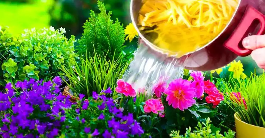 ¿Por qué se debe verter el agua de cocción de la pasta sobre las plantas? – Mis Consejos Jardinería