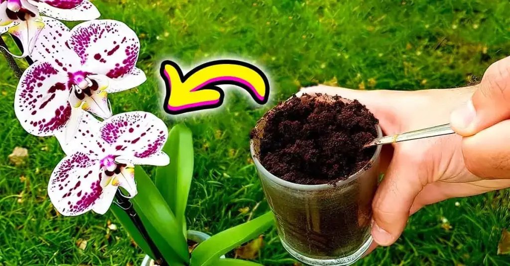 ¿Por qué se debe verter el café molido sobre las orquídeas? 3 beneficios que no conocías – Mis Consejos Jardinería