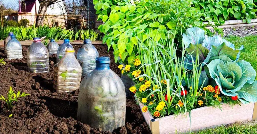 ¿Por qué se deben plantar botellas en el jardín este invierno? – Mis Consejos Jardinería