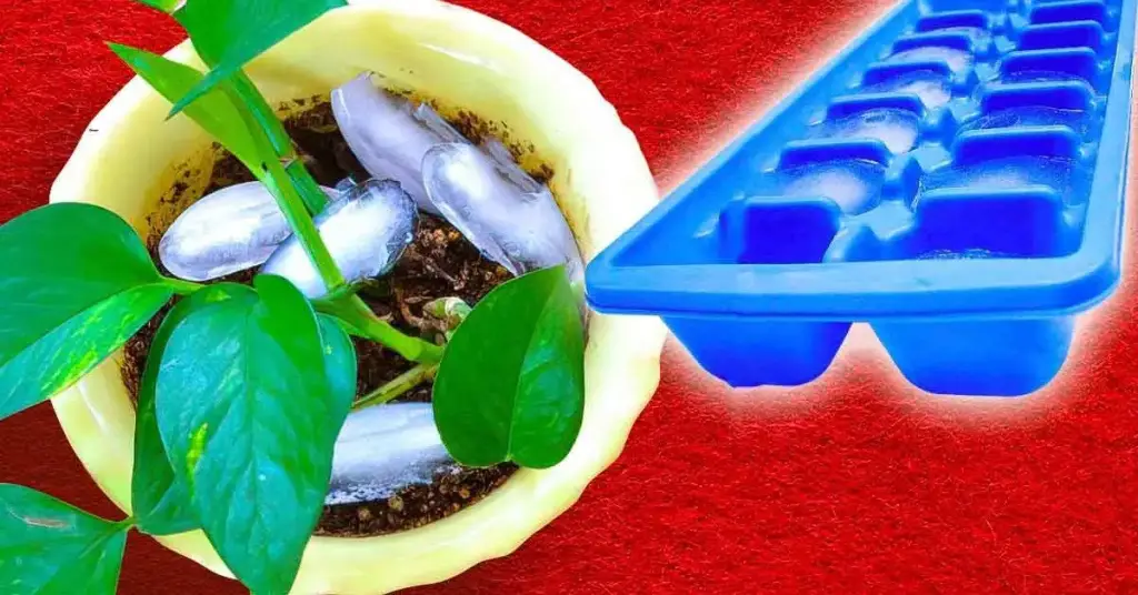 ¿Por qué se deben poner cubitos de hielo en las macetas? – Mis Consejos Jardinería