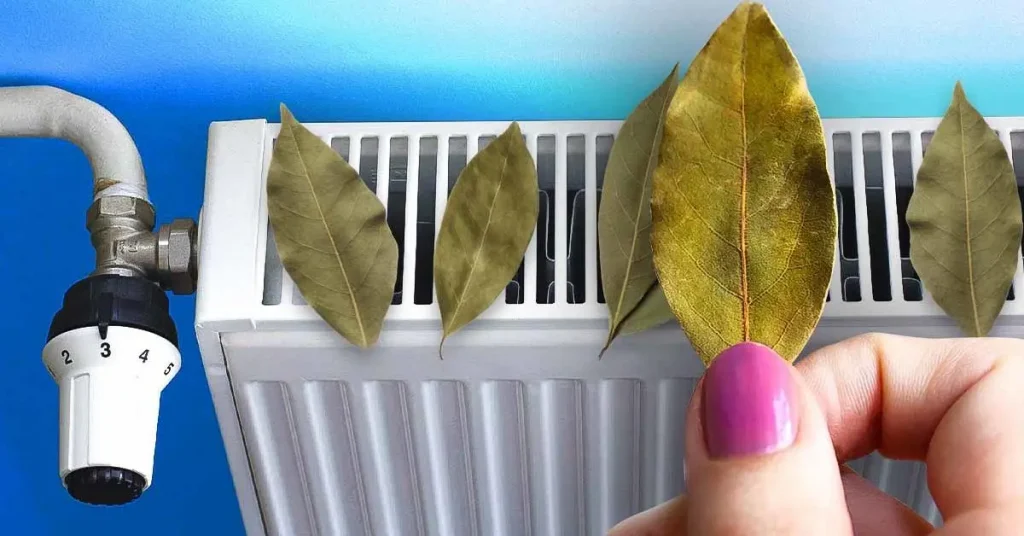 ¿Por qué siempre debes poner hojas de laurel en tu radiador? El truco para hacer grandes ahorros este invierno￼ – Mis Consejos Jardinería