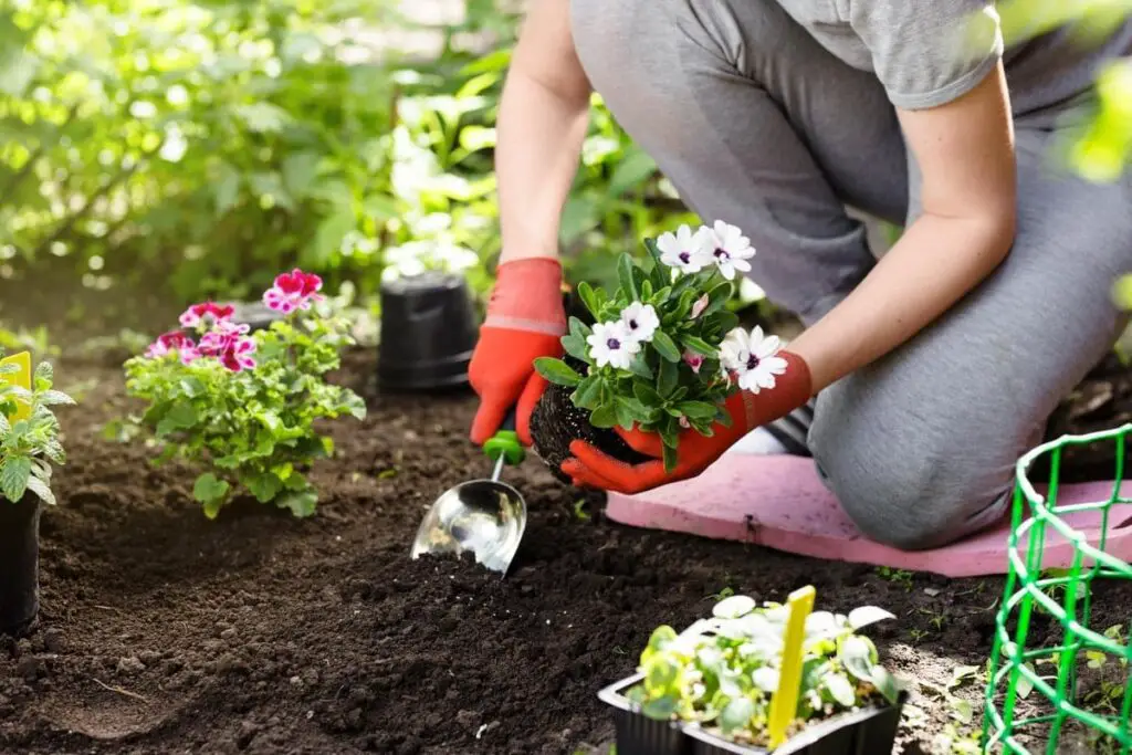 ¿Qué flores plantar en marzo y abril? aquí está la guía de floristas para grandes resultados – Mis Consejos Jardinería