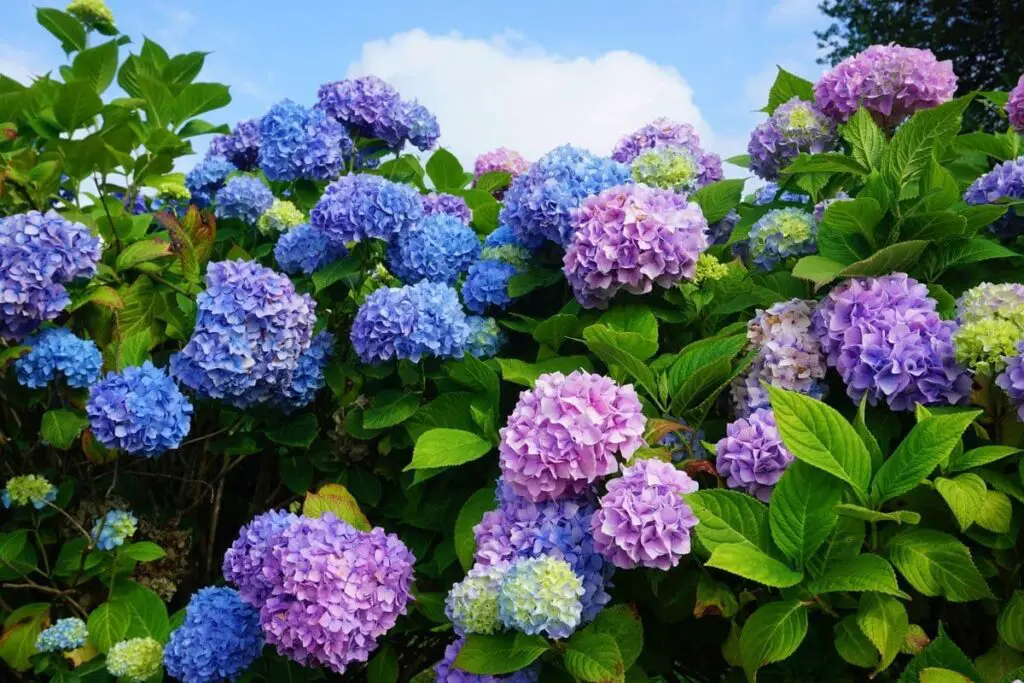 ¿Qué hacer cuando las flores de hortensia se secan? aquí están los consejos del jardinero – Mis Consejos Jardinería