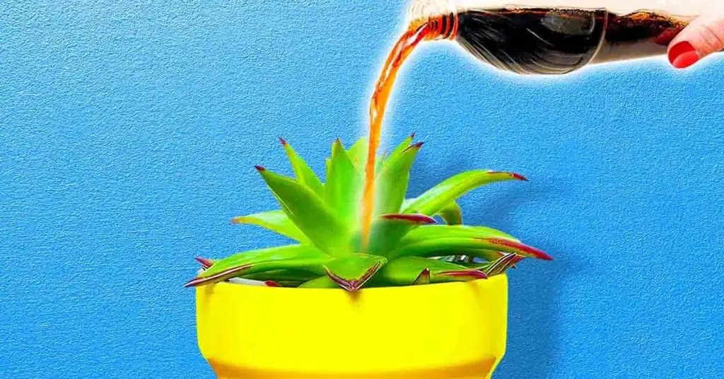 ¿Qué pasa si riegas las plantas con Coca-Cola? El efecto es espectacular – Mis Consejos Jardinería