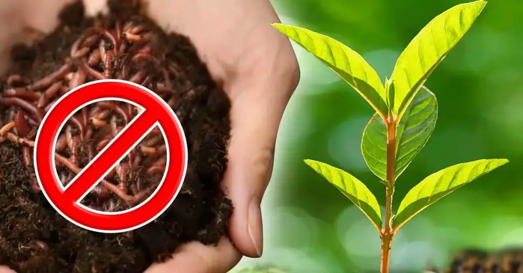 ¿Qué planta se debe sembrar en la huerta para ahuyentar a los gusanos que destruyen la cosecha? – Mis Consejos Jardinería