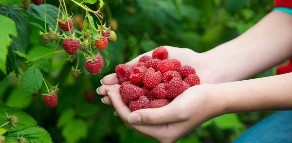 ¿Qué plantar al pie del frambueso? ¡Aquí está la combinación ganadora para una jardinería fácil y eficiente! – Mis Consejos Jardinería