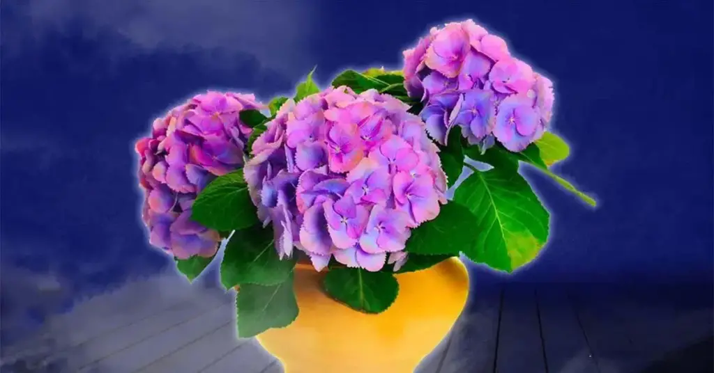 ¿Qué plantas de interior atraen la desgracia y los problemas? – Mis Consejos Jardinería