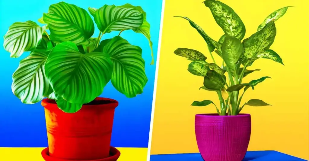 ¿Qué plantas de interior crecen a la sombra? – Mis Consejos Jardinería