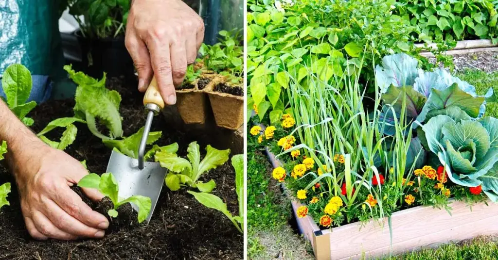 ¿Qué sembrar en noviembre? La lista completa de plantas, frutas y verduras para empezar tu jardín de invierno – Mis Consejos Jardinería