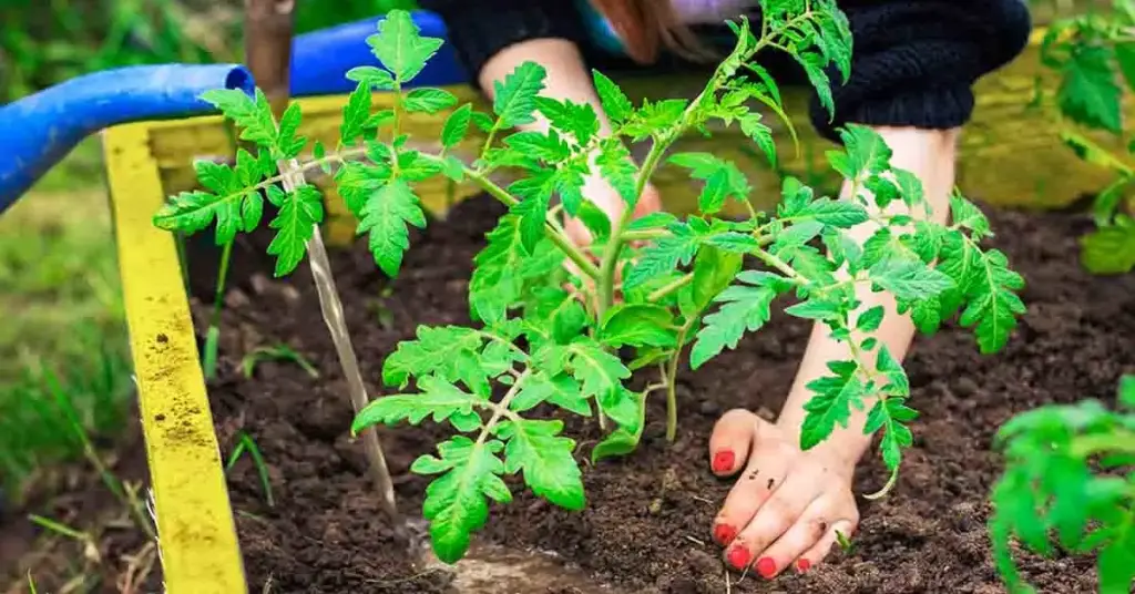 ¿Qué verdura se puede sembrar en abril para una cosecha abundante en junio? – Mis Consejos Jardinería