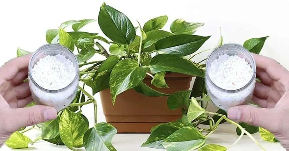 ¿Quieres un pothos lleno de hermosas hojas? Sigue estos sencillos pasos – Mis Consejos Jardinería
