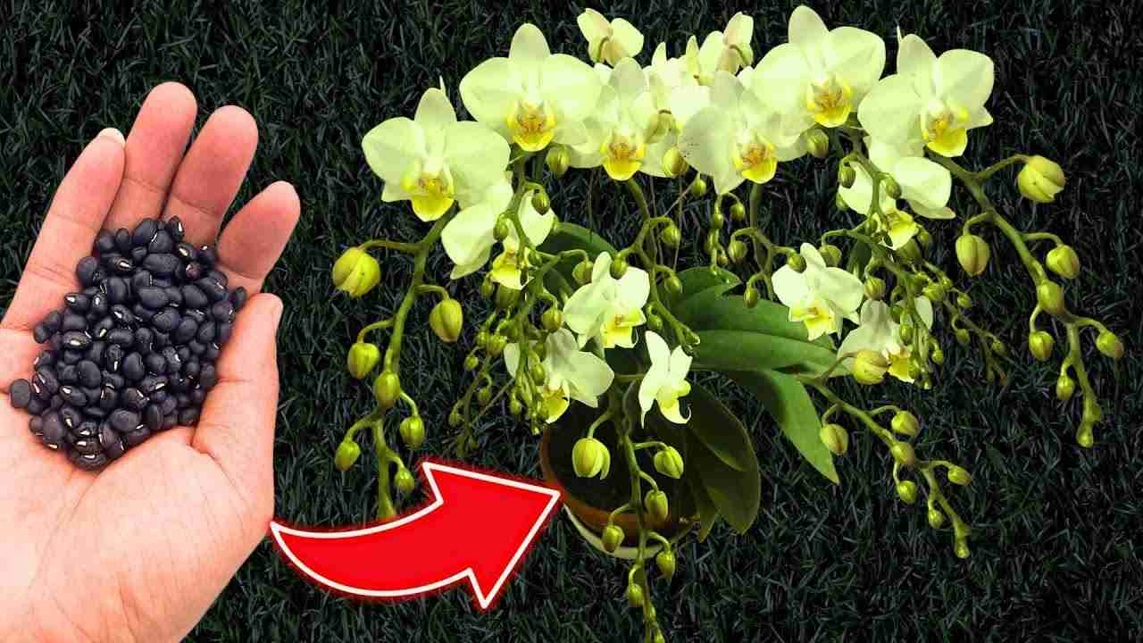 Orquídea